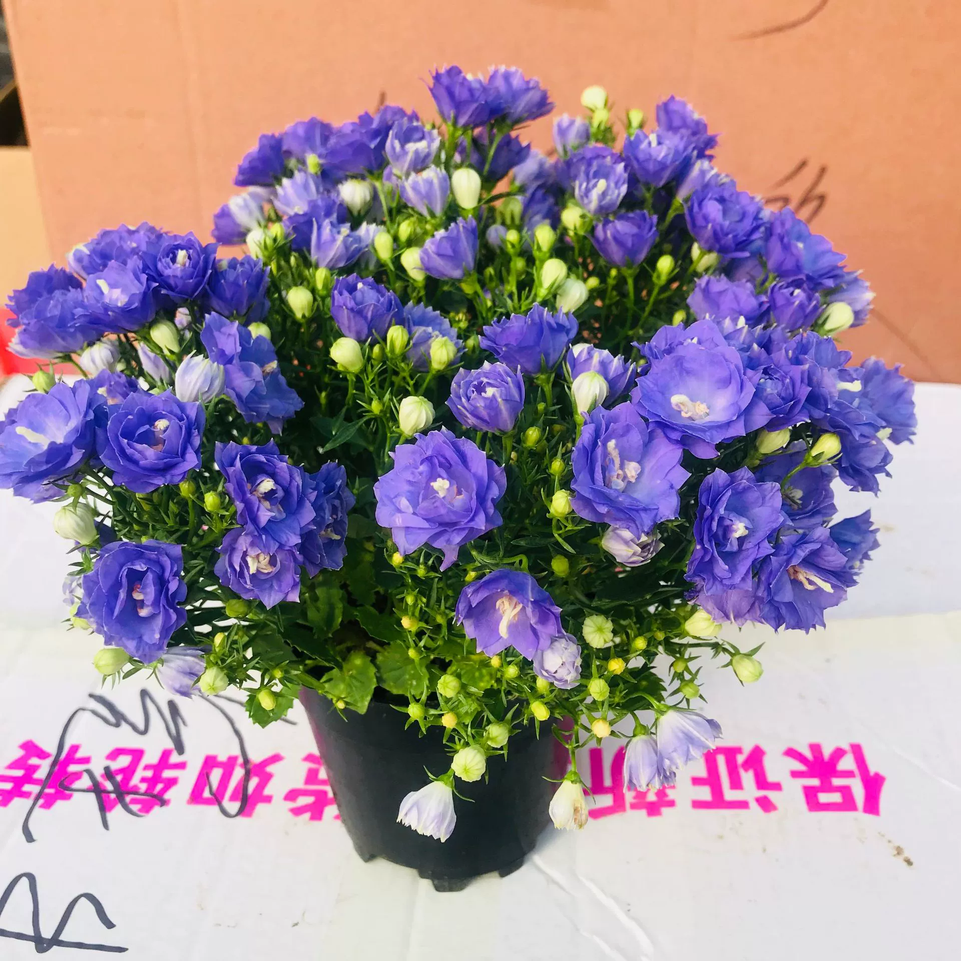 Тепличные продажи цветы горшечные растения зеленые растения крытый балкон офис Рабочий стол фиолетовый ветер колокольчики просмотр цветов маленькие цветы в горшках