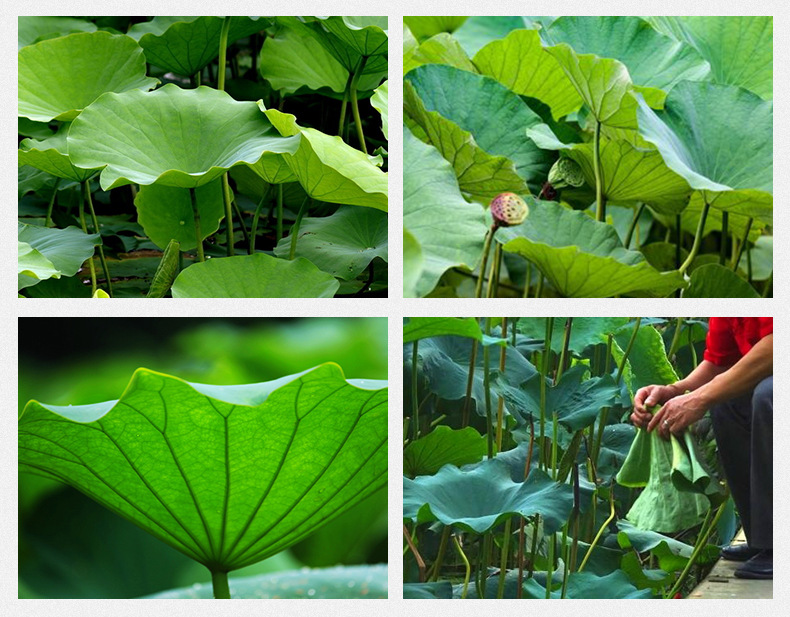 Lotus Leaf Tea He Ye Granules Dried Nelumbo nucifera Leaf Herbal Drink 500g Bulk preparation