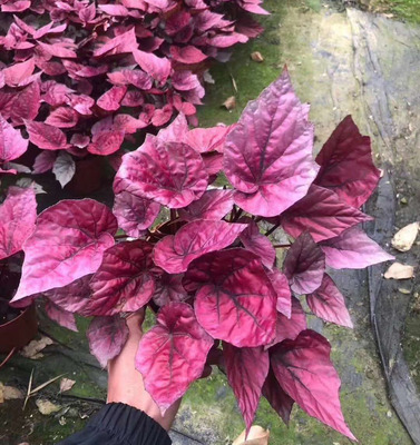 基地直供 居家绿植花卉植物 观叶盆栽花卉盆景植物 120观叶秋海棠|ms