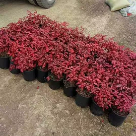 盆栽;月季蔷薇植物;乔木