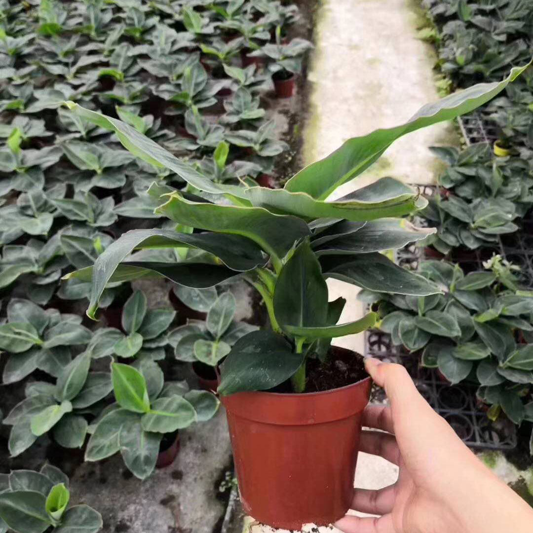 【基地直供】观叶植物盆栽花卉 居家花卉盆栽绿植 140#香蕉|ru