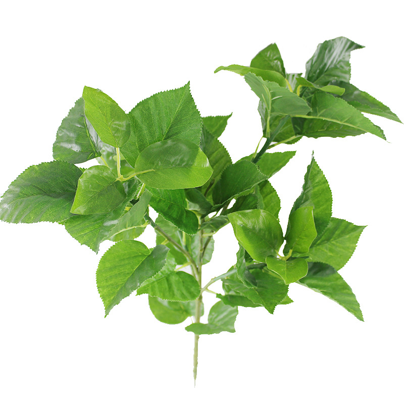 XRB-012苹果五叉枝叶子 (4).jpg