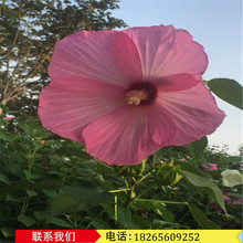 山东省大花秋葵生产商 芙蓉葵种子批发价  盆栽草芙蓉杯苗