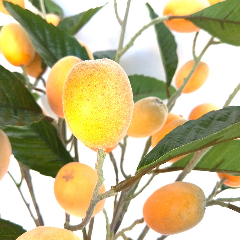 XRG-013 枇杷大3叉枝1米  (3)