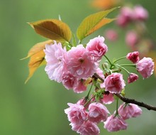 日本樱花树苗庭院花卉易活绿化苗樱花小苗嫁接早樱晚樱南北方种植