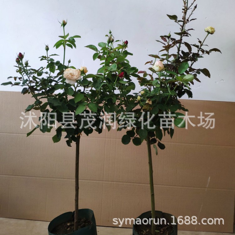 2厘米粗左右多色月季04