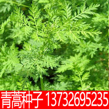 黃花蒿種子 黃花蒿種子批發 促銷價格 產地貨源 阿里巴巴