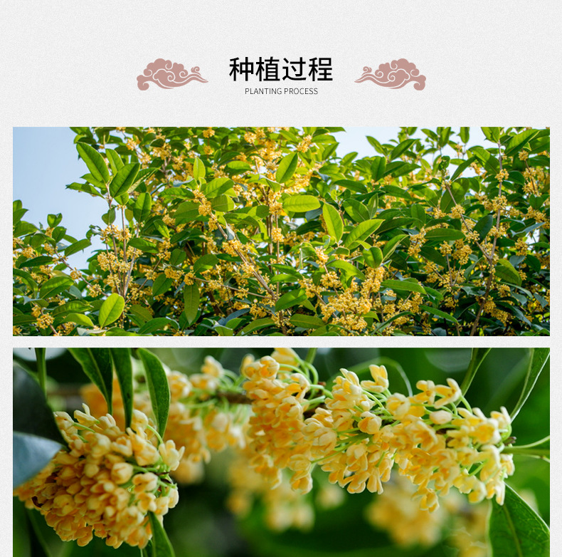 Dried Osmanthus Flowers Gui Hua Loose Herbal Tea 500g Sulfur-Free Vacuum Packed preparation