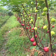 直供根系发达日本紫果无花果苗 现挖现卖金傲芬 波姬红无花果苗