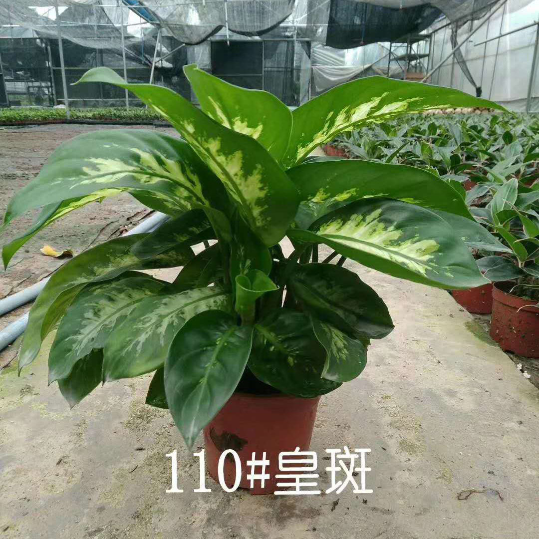 [Supplying base]Flowering plants Potted plant Home flower green Botany Potted plant 110# Emperor spot