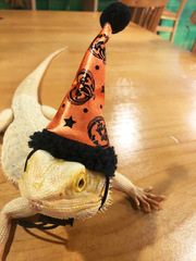 Lizard Halloween Harness Christmas Hat Reptile Outdoor Skin Wings Harness Leash Small Pet