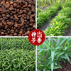 Overlobes, spinach seeds Farm Vegetable Garden, potted fiber, small crispy, crispy, spinning seeds, vegetable seeds