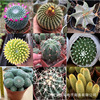 Base direct criticism of succulent cactus fairy ball plants Nan Guo Jade Yuxiong potted flowers and sandy green plants and transportation