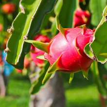 火龙果苗基地批发火龙果树苗挂果量多 火龙果苗