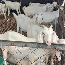 嘉旺 歡迎訂購 美國白山羊 肉羊養殖場   銷售基地