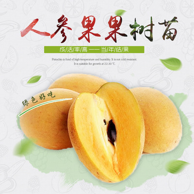 广西苗圃包邮批发人心果果树苗 南方水果 袋苗成活率高 当年结果|ru