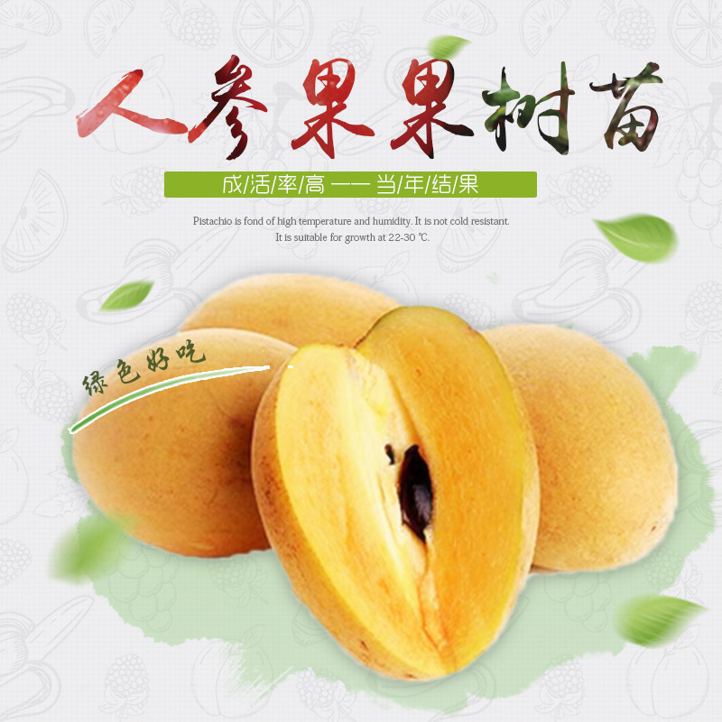 广西苗圃包邮批发人心果果树苗 南方水果 袋苗成活率高 当年结果|ru