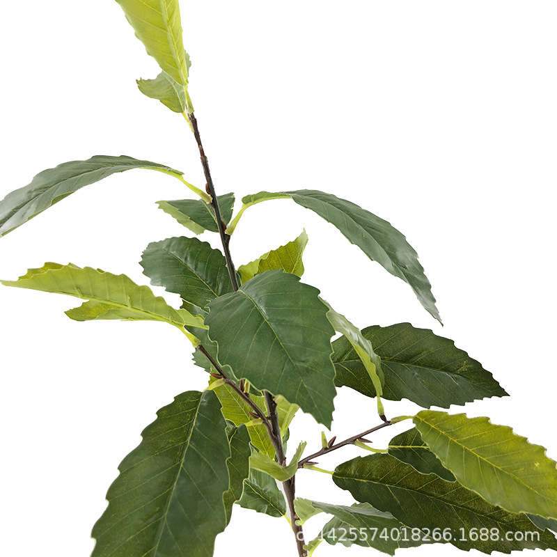 XRB-119栎树叶四叉枝31叶 (4).jpg