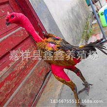 景区参加斗鸡比赛 泰国纯种斗鸡苗价格 养殖场出售活体越南斗鸡