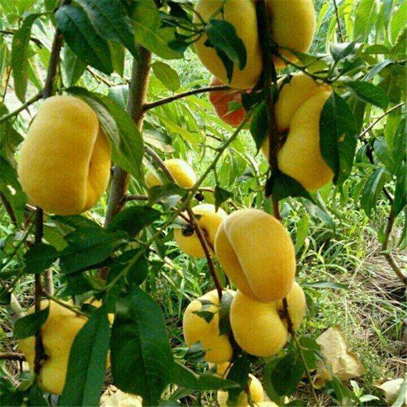 新品销售 厂家销售 黄金蟠桃 种苗 可批发 新款 品质保障