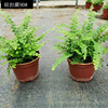 Base direct -batch fern plant Fu's fern fern fern fern and rainbow fern micro -landscape plant wall green plants