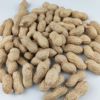20 new goods manual selected 25 peanut seed Twenty five Sprouts plant Peanut bud