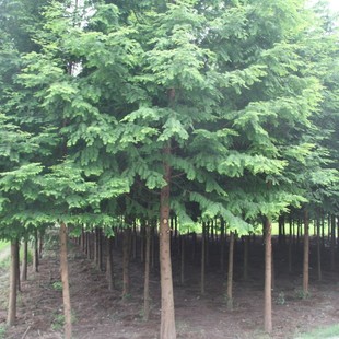 Metasequoia Saplings, Metasequoia Saplings, Metasequoia Saplings, Golden Leaf Metasequoia Saplings, Fir Trees, Pool Fir Greening Seedlings, Large Metasequoia Trees