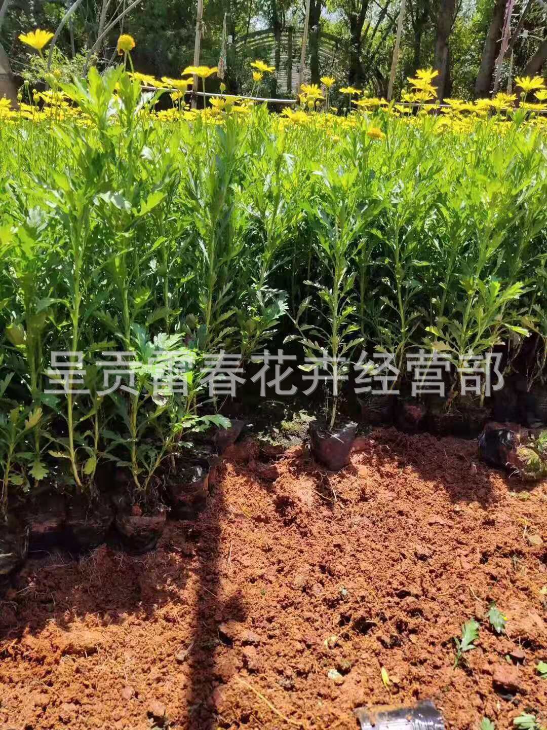 基地直發 雲南木春菊花苗 四季開花 綠化工程苗 庭院種植 盆栽苗