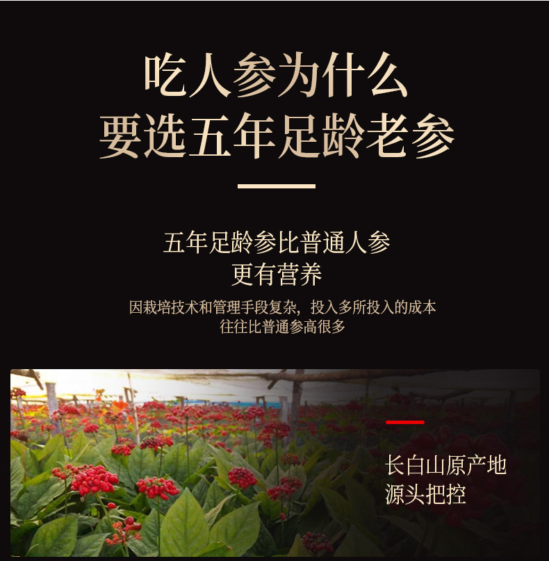 Whole Changbai Mountain Ginseng with Roots (Panax ginseng) — Sun-Dried White Ginseng for Soup, 500g Gift Box key features