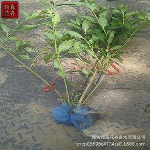 ɽ�|�G������� �B�N�����ԾG�h ��ľ�o�¾G�����}�|�ͺ� ������