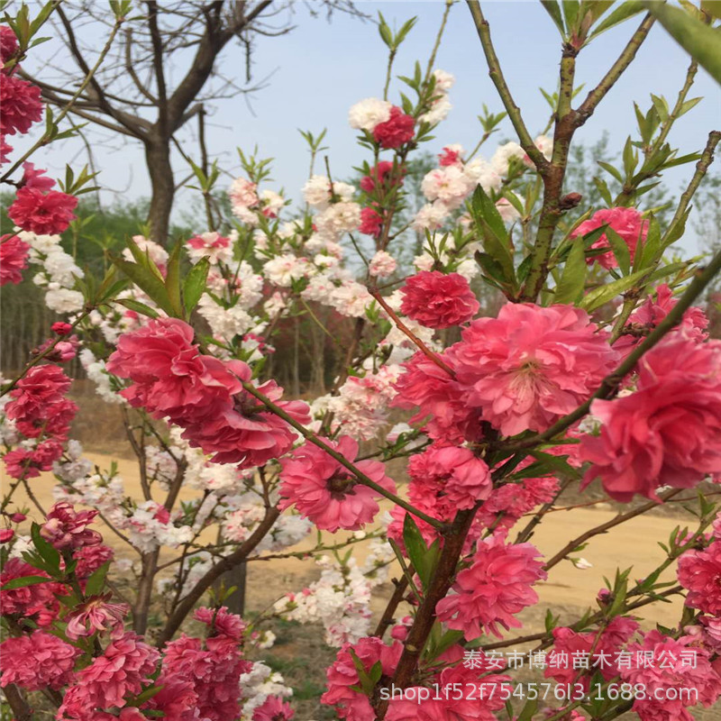 桃与碧桃有何不同,桃苹花和桃花的区别,帚桃和碧桃的区别(第9页)_大山谷图库