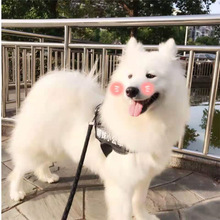 白色中型犬 白色中型犬品牌 图片 价格 白色中型犬批发 阿里巴巴 白色中型犬 白色中型犬品牌 图片 价格 白色中型犬批发 阿里巴巴
