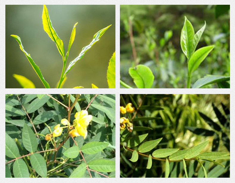Senna Leaf Fan Xie Ye Dried Herbal Tea Leaves 500g Bulk Loose Botanicals preparation