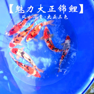 ���N��Ҏ�������Ҵ�����ɫ�ձ��\�����w�Lˮ��ˮ�^�p�~�\�����w