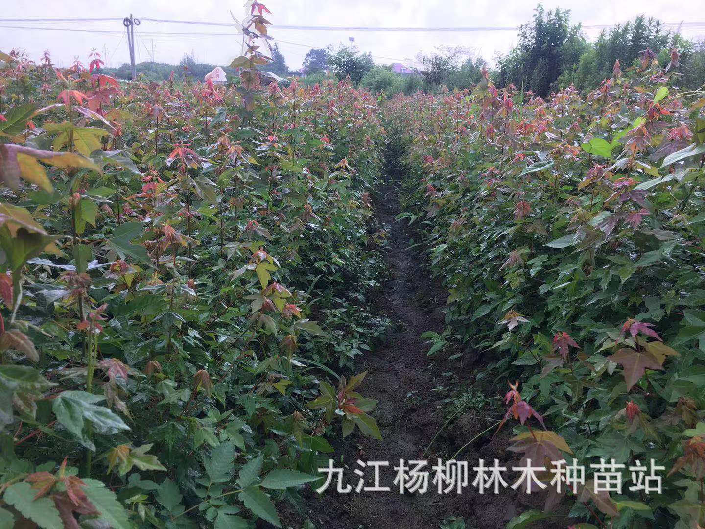 微信图片_20190818125106