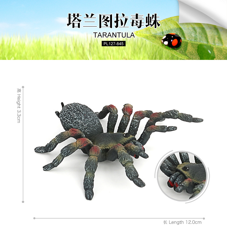 845-塔兰图拉毒蛛