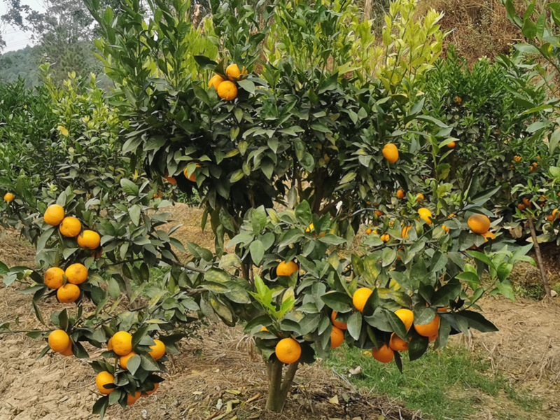 Wo оранжевый 88888