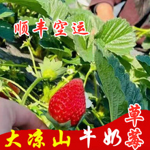 草莓四川大涼山露天草莓巧克力草莓牛奶草莓順豐空運或京東空運