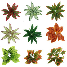 ����ֲ��廨��ļٻ��Gֲ���Ԡ����b��~��7�^����G�}�u���~