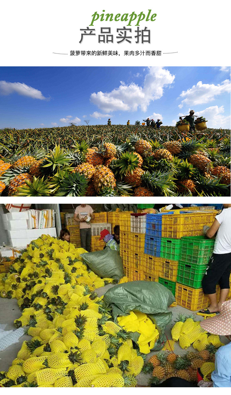 海南凤梨详情页_11.jpg