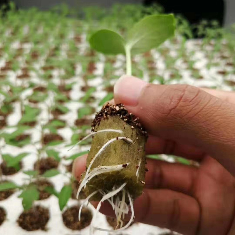 GRODAN圆柱形农用岩棉塞