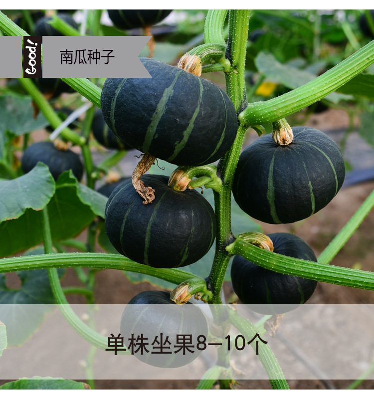 黑小贝03-2