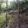 适合绿化景区园林樟树