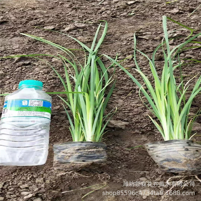 Малиан, также известный как Малиан, горшечные растения, соляные и щелочестойкие инженерные зеленые саженцы, оптовая продажа