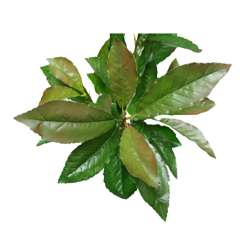 XRB-148 夏栎5叉枝1.jpg