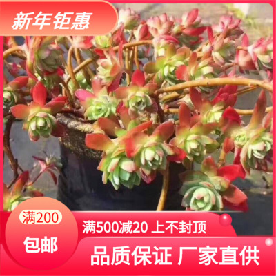 天羽多肉 砍头苗 薄化妆 多肉种苗 批发多肉植物|ms