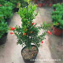 盆栽;乔木;灌木