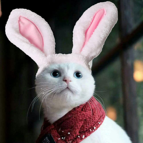 Chibi Pet Dog and Cat Cute Head Accessories for Christmas Birthday Party Bunny Ear Head Flowers