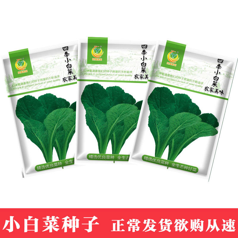 蔬菜種子 農家美味小白菜種子50克 四季農家蔬菜種子菜種籽批發