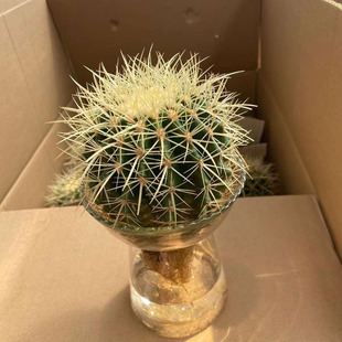 Base Direct Sales Succulent Office Desk Small Potted Cactus Hydroponic Gold Amber